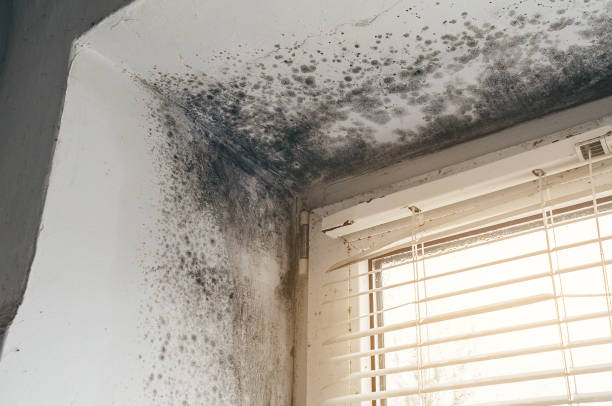 Affordable Mold Remediation solutions in Gilcrest, CO